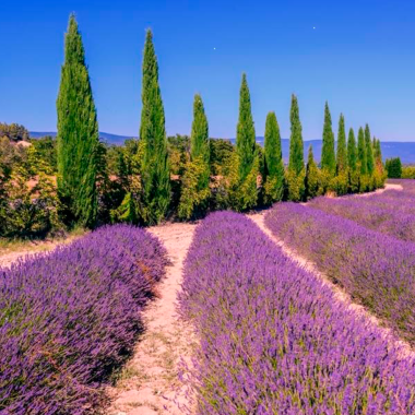 Natur cremer fra Provence