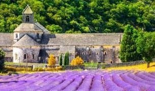 Lavendel p de franske marker